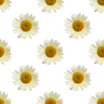 Repeating pattern of chamomile flower covered with raindrops on white backgro Stock Photos