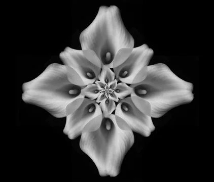 Repeating pattern of lilies Stock Illustration