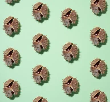 A repeating pattern of open, spiky horse chestnut shells with glossy nuts i.. Stock Photos