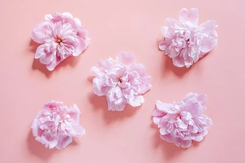 Repeating pattern of several peony flowers in full bloom pastel pink color is Fotos de archivo