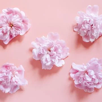 Repeating pattern of several peony flowers in full bloom pastel pink color is Fotos de archivo