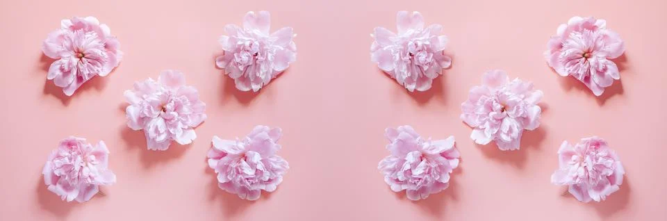 Repeating pattern of several peony flowers in full bloom pastel pink color is Fotos de archivo