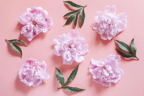 Repeating pattern of several peony flowers in full bloom pastel pink color an Fotos de archivo