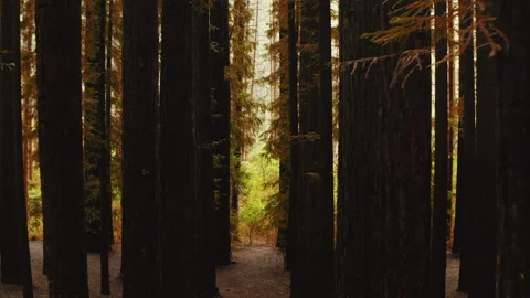 Repeating pattern of tall redwood tree trunks stretching high into sky, 库存影片 274122264