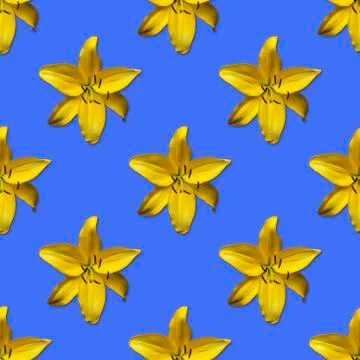 Repeating seamless pattern of yellow flowers. Daylily Hemerocallis 'Hyperion' Stock Photos
