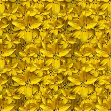 Repeating seamless pattern of yellow flowers. Daylily Hemerocallis 'Hyperion' Stock Photos