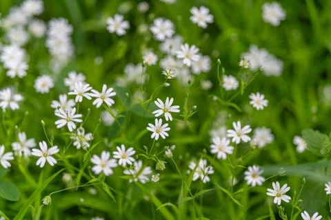 Repeating tiny white blooms create texture evenly distributed stems and pet.. 写真素材