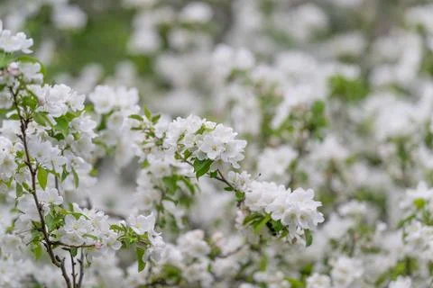 Repeating white blooms forming pattern across branches, soft bokeh and rhythm Stock Photos