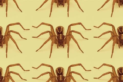Repeating Wolf Spider Pattern On Yellow Stockillustratie