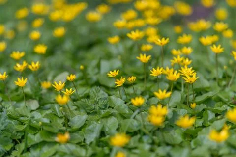 Repeating yellow petals creating rhythmic green pattern, textural study for b Stock Photos