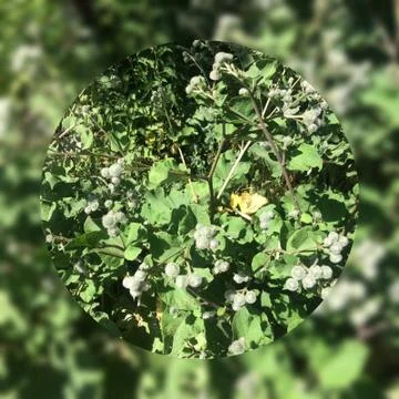 Репейник Stock Photos