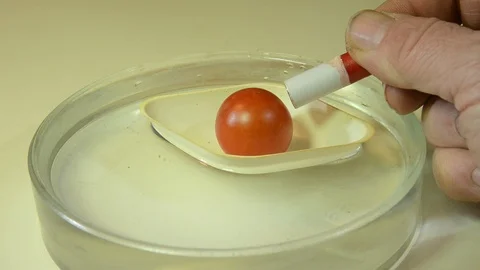 Repelling a tomato with a magnet! Stock Footage 101502213