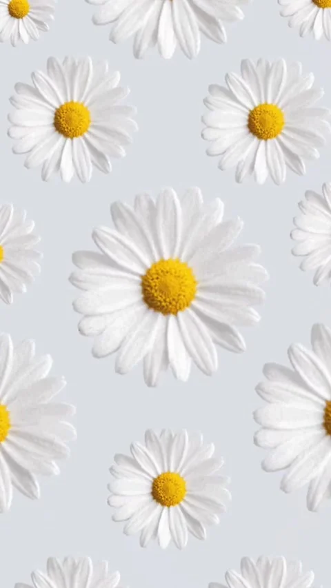 Repetitive daisy pattern on gray background looped animated video 库存影片 333577250