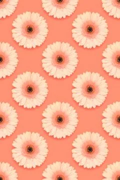 Repetitive pattern made of beige gerbera flowers. Stock Photos