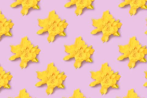 Repetitive pattern made from head of yellow narcissus. Stock Photos