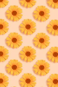 Repetitive pattern made of orange arnica flower heads on a beige background. Stock Photos
