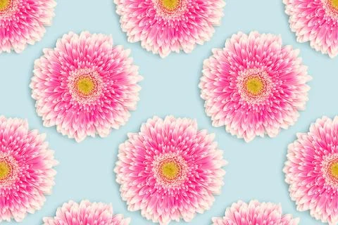 Repetitive pattern made of pink gerbera flower on a blue background. Stock Photos
