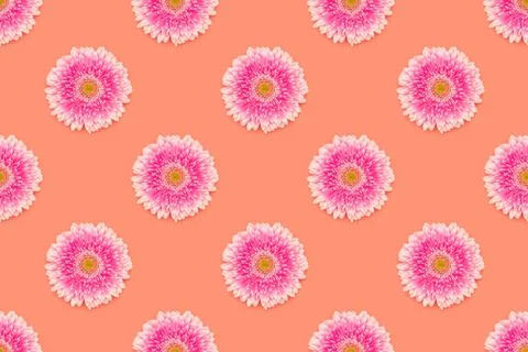 Repetitive pattern made of pink gerbera flower on a coral background. Stock Photos