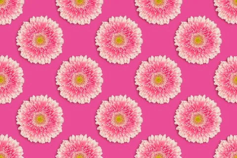 Repetitive pattern made of pink gerbera flower on a magenta background. Stock Photos