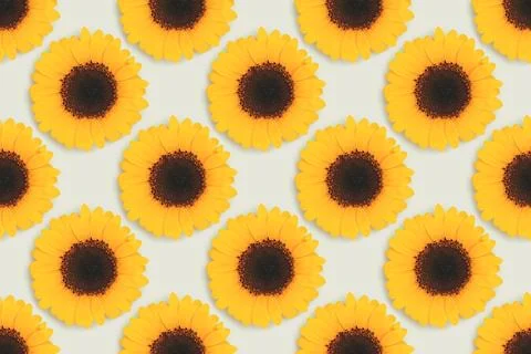 Repetitive pattern made of sunflower. Stock Photos