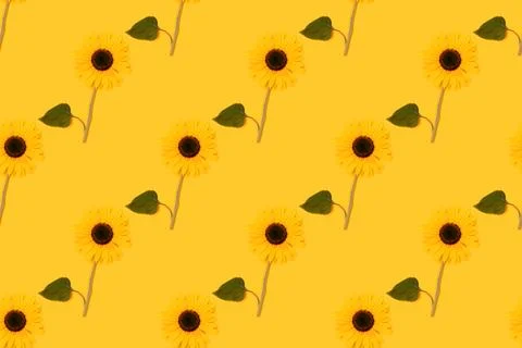 Repetitive pattern made of sunflower on a yellow background. Stock Photos