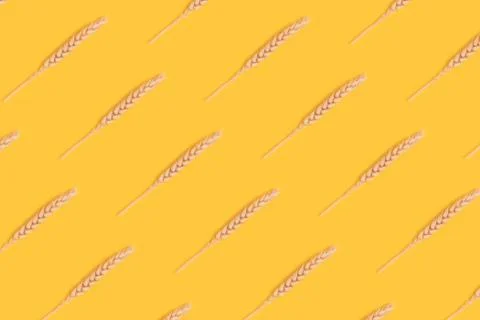Repetitive pattern made of wheat spikelets. Stock Photos