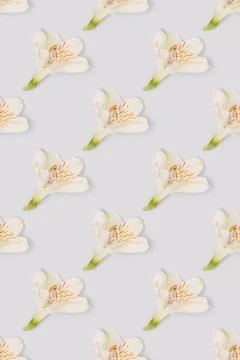 Repetitive pattern made of white alstroemeria flower on a blue background. Stock Photos