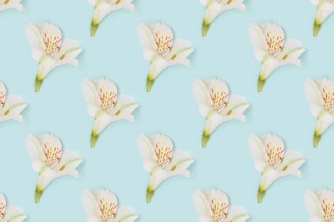 Repetitive pattern made of white alstroemeria flower on a blue background. Stock Photos