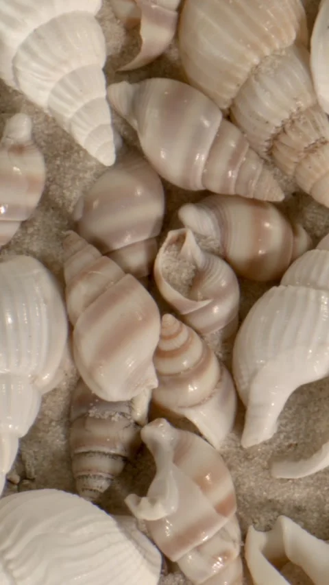 Repetitive Striped Shell Layout On Sandy Beach With Glossy Accents Stock Footage 335109041