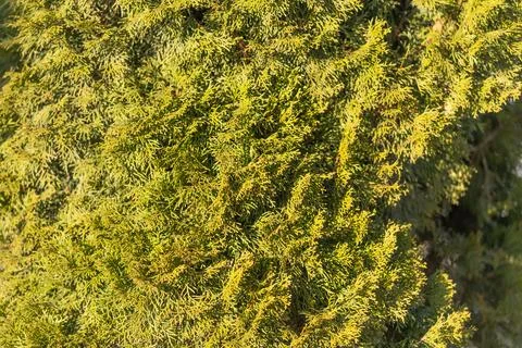 Repetitive thuja foliage pattern with fine scale leaves, rhythmic texture and un 스톡 사진