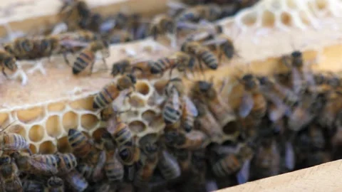 Replacing a frame in a honey bee hive. 스톡 동영상 133398790
