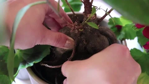 Replanting A Ficus Root Close-Up Stock Footage 196617287