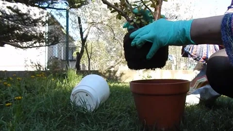 Replanting a flower Stock Footage 130417825