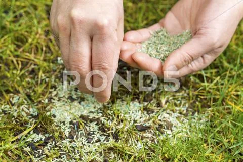 Replanting new grass seed Stock Photos