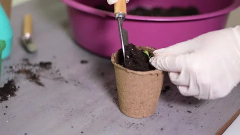 Replanting tomato seedling into the peat pot Stock Footage