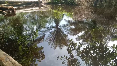 Replection of trees in water Stock Footage 213533725
