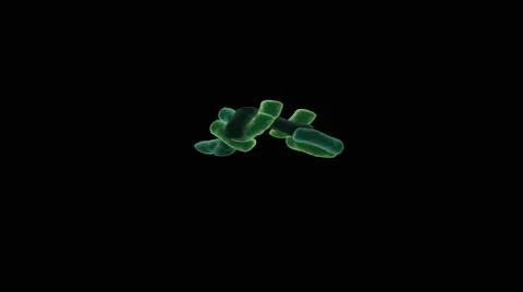 Replicating Bacteria animation Video stock 61099647