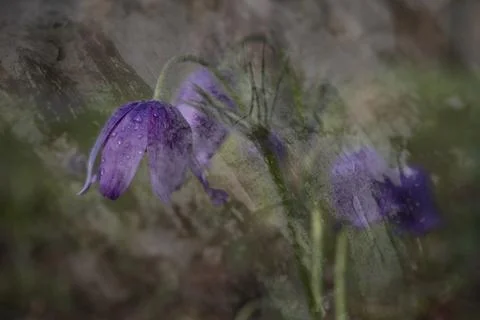 Replication of spring 스톡 사진
