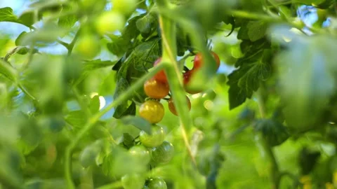 Report from a greenhouse in which cherry tomatoes are ripening on a branch, red Видео 261845894
