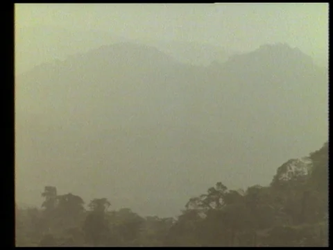 Reporter talking about rainforest and environment, 1990 Stock Footage 136673768