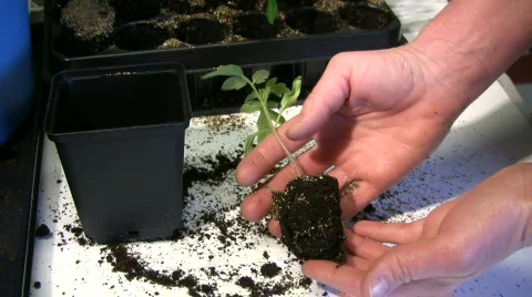 Repot tomato plant 動画素材 678361