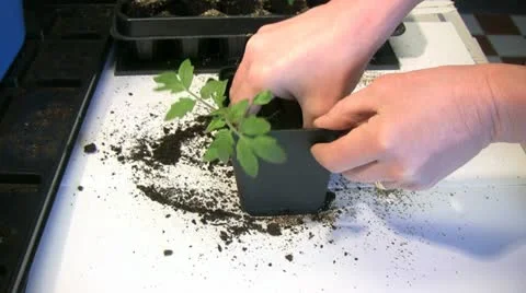 Repot a tomato plant Video stock 21260452