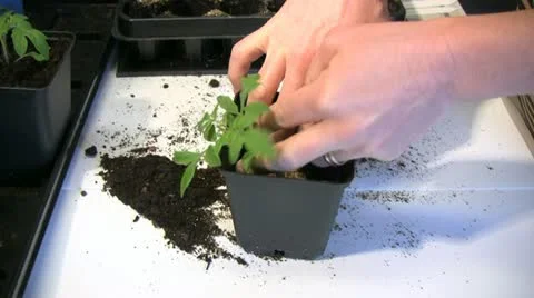 Repot a tomato plant Stock Footage 21260908
