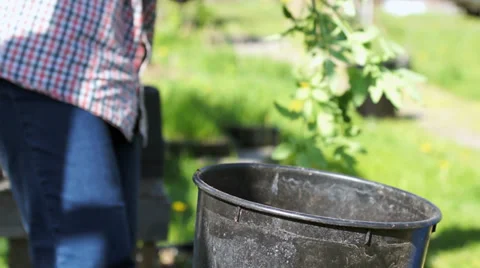 Repot tomato plant Stock Footage 31751876