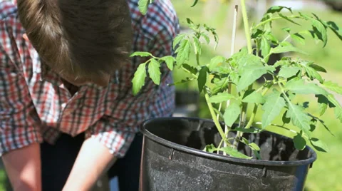 Repot tomato plant Stock Footage 31752299