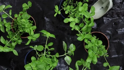 Repotted Basil herbs top down view, gardening at home Stock Footage 267455415