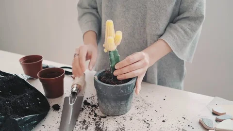 Repotting and taking care of cactus series Video stock 71985474