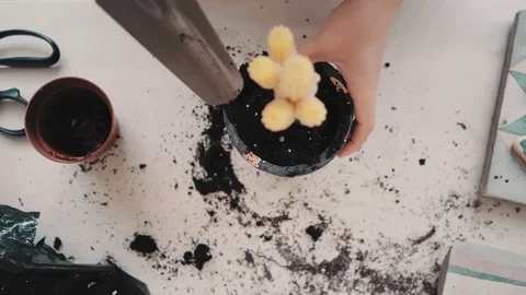 Repotting and taking care of cactus series Video stock 71985791