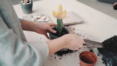 repotting and taking care cactus footage 071985925_iconl