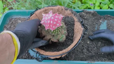 Repotting an Echinopsis cactus by adding fresh potting soil into a hanging .. Stock Footage 341613838